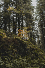 Autumn forest in Scotland after the rain