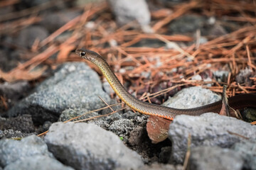 A small snake slithering on the rocky ground in a pine forest. The baby snake is looking for prey. Concept for World Animal Day.
