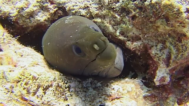 In stunning underwater world of Red Sea, curious moray eel cautiously emerges from its coral hole. Surrounded by brilliant marine life, this creature showcases its unique features in vibrant habitat.