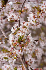 white flowers of fruit trees in spring garden