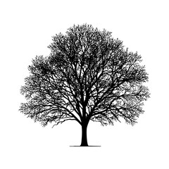 Obraz premium Intricate silhouette of a leafless tree with detailed branches.