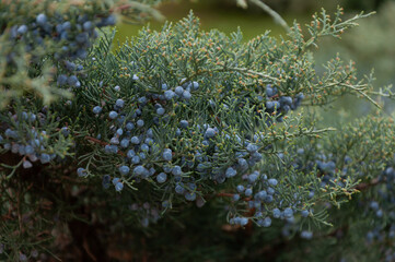 Beautiful bush of a juniper with berries in spring garden