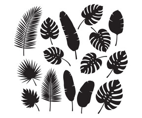 Silhouettes of tropical leaves in black. This collection includes palm and various large jungle leaves. Elements for design and print.