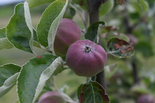Young apples in the orchard, attacked by pests.