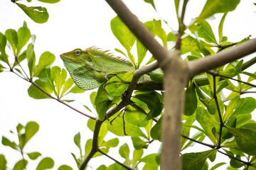 A Green Maned Forest Lizard is perched on a tree branch. This animal is related to the iguana and...