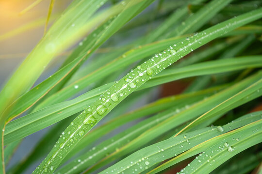 Fresh dew drops on vibrant green lemongrass leaves (Cymbopogon citratus). A refreshing macro shot capturing purity, vitality, and herbal freshness in nature.