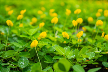 Bright yellow peanut flowers blooming among lush green leaves, creating a vibrant natural ground cover after the rain.