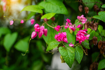The pink flower bunch of the Coral Vine in the flower garden is also known as Chain of Love, Confederate Vine, Hearts on a Chain, Honolulu Creeper, Mexican Creeper, Mountain Rose, or Pink Vine.