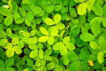 Bright yellow Pinto Peanut flowers (Arachis pintoi) blooming among lush green foliage. A vivid...