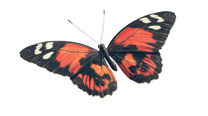Naklejka premium Beautiful butterfly close up orange black and white wings nature insect macro wildlife photography
