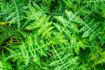 Close-up of Sea holly or knows as Thistleplike plant (Acanthus ebracteatus), a thistle-like...