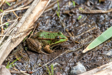 The marsh frog (Pelophylax ridibundus), species of water frog in her natural habitat in the pond.