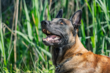 Belgischer Schäferhund