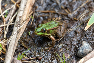 The marsh frog (Pelophylax ridibundus), species of water frog in her natural habitat in the pond.