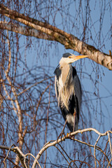Graureiher in Baum
