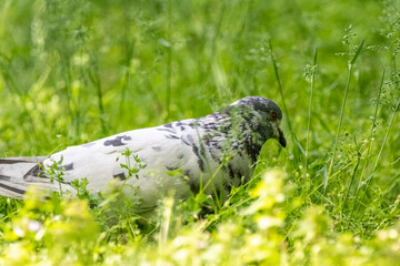 igeon (Dove, Columba), from the family Columbidae, looking for food.