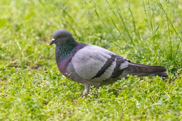 igeon (Dove, Columba), from the family Columbidae, looking for food.