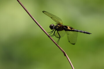Black and Yellow Dragonfly - Yellow-barred Flutterer (Rhyothemis phyllis, Libellulidae family) perched on a dried-out vine, under the sun. Note the black and yellow bars on its wings, and golden sheen