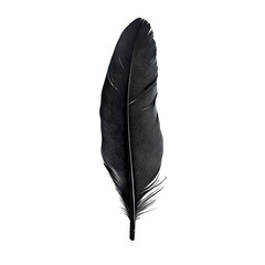 Single black feather isolated on transparent background