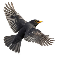 Blackbird in flight isolated on transparent background