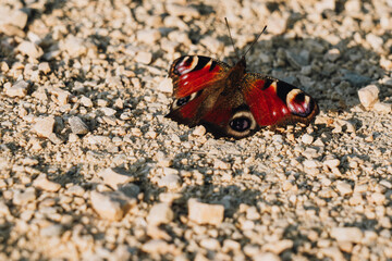Schmetterling auf Schotterweg