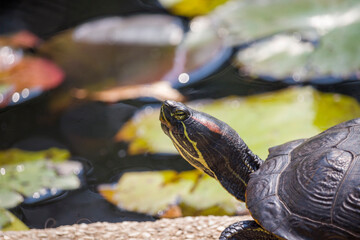 Yellow-bellied slider (Trachemys scripta), from the family Emydidae, basking in the sun in a pond...