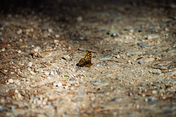 Schmetterling auf Waldboden