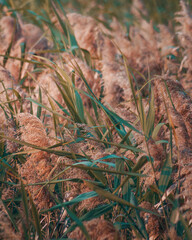 Fields of Gold