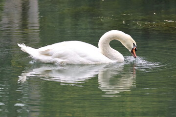 Male Mute swan (Cygnus olor) using water from the lake to wet and preen its feathers to ensure they...