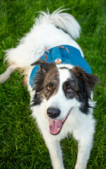 happy white dog in the back yard