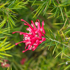 Detailed view of a red pink rolled flowers spidery-shaped of grevillea rosmarinfolia (Rosemary...