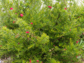 Graceful shrub of Grevillea rosmarinifolia or rosemary grevillea with linear dark green leaves...