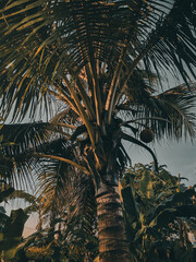 tropical coconut tree