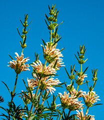 Broad-leaved white Minaret flower (Leonatis Leonurus alba), also known as Lion's tail, George.