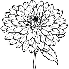 Fototapeta premium chrysanthemum flower vector 
