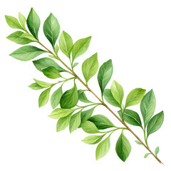 Obraz premium Watercolor Illustration of a Branch with Green Leaves isolated on transparent background