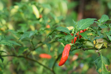 natural cayenne pepper plant garden