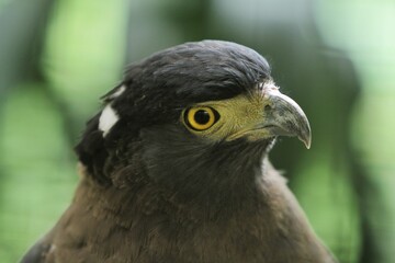 closeup of a bido eagle's facial expression