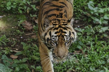 close up of an angry Sumatran tiger