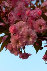 Cherry blossoms against a clear sky
