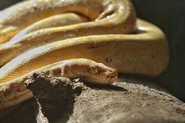 a yellow python crawling on a fallen log