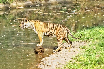 Side view of a Sumatran tiger standing watching the pond