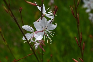Gaura lindheimeri (White guara) flowers. Onagraceae plants. You can enjoy the delicate flowers swaying in the breeze for a long period of time from early summer to autumn.
