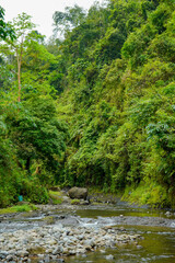 view of a rocky river flowing between steep cliffs covered in lush green vegetation. the concept of a natural landscape.