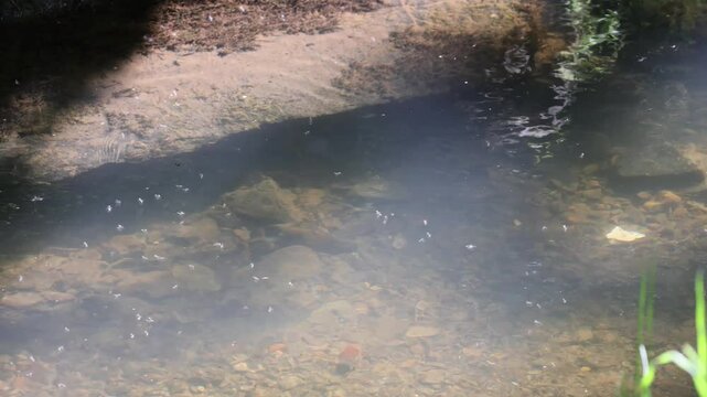 Swarm of mosquitoes over a small stream in summer