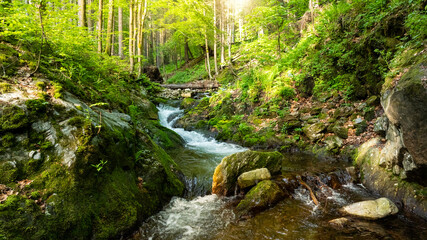 A Bright Small River Flowing Through Lush Spring Forest during Sunset Hour. Fresh Lush Vegetation, Low Angle of View. Wide Angle View. Beautiful Nature Landscape, Natural Background.