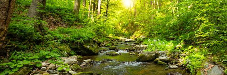 A Bright Small River Flowing Through Lush Spring Forest during Sunset Hour. Fresh Lush Vegetation, Low Angle of View. Wide Angle View. Beautiful Nature Landscape, Natural Background.
