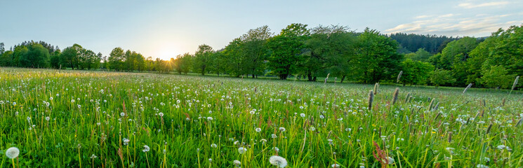 Fresh Spring Blooming Meadow with Trees on Background. Beautiful Lush Vegetation with Sunset Light.