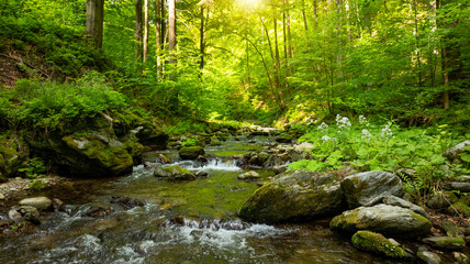 A Bright Small River Flowing Through Lush Spring Forest during Sunset Hour. Fresh Lush Vegetation, Low Angle of View. Wide Angle View. Beautiful Nature Landscape, Natural Background.