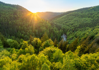 Fresh Spring Deep Forest. Beautiful Lush Vegetation with Sunset Light. Aerial View.
